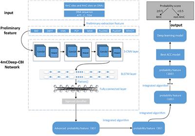 A Deep Neural Network for Identifying DNA N4-Methylcytosine Sites